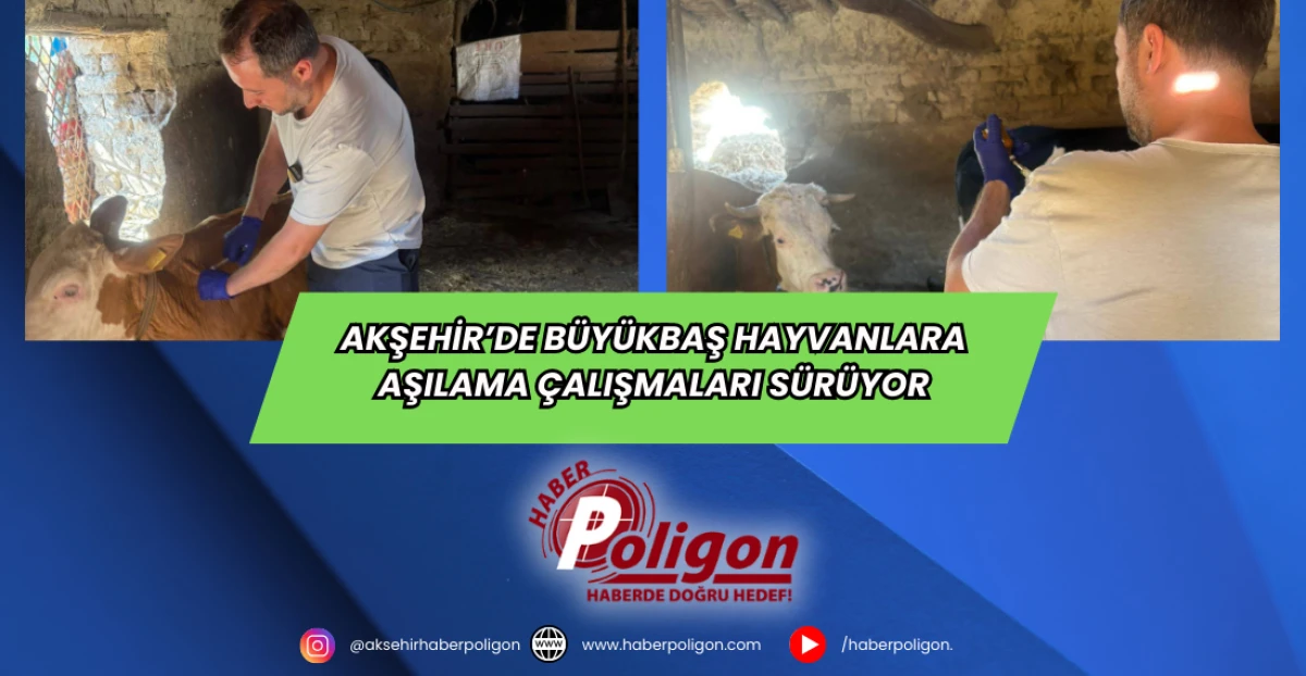 Akşehir’de Büyükbaş Hayvanlara Aşılama Çalışmaları Sürüyor