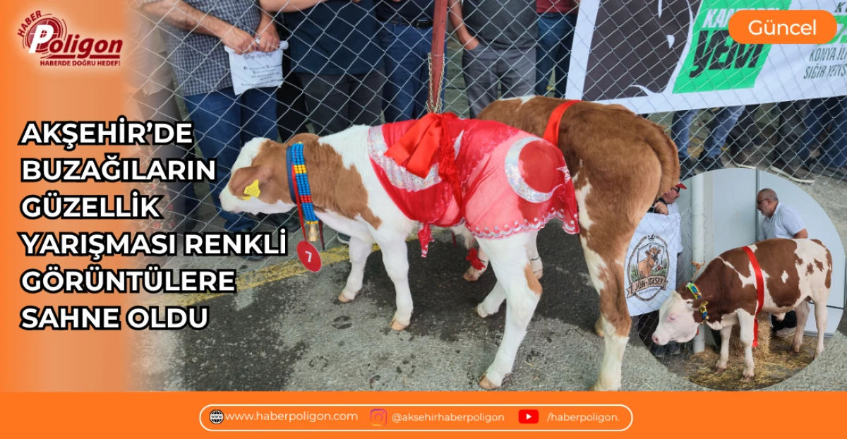 AKŞEHİR&rsquo;DE BUZAĞILARIN G&Uuml;ZELLİK YARIŞMASI RENKLİ G&Ouml;R&Uuml;NT&Uuml;LERE SAHNE OLDU