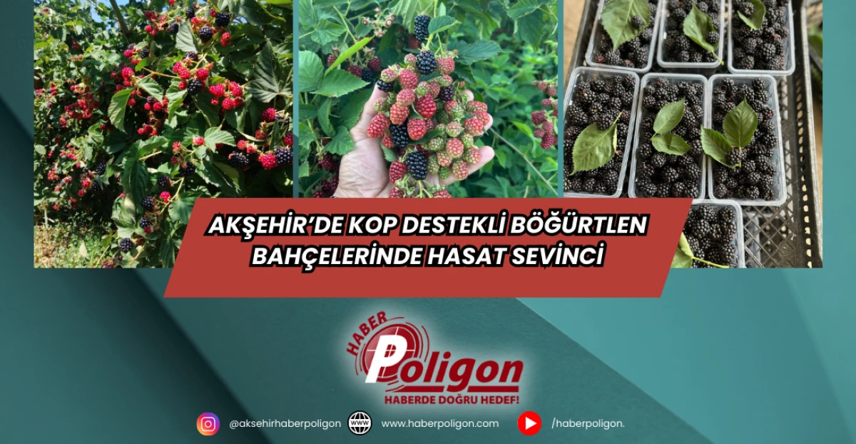 Akşehir’de KOP Destekli Böğürtlen Bahçelerinde Hasat Sevinci