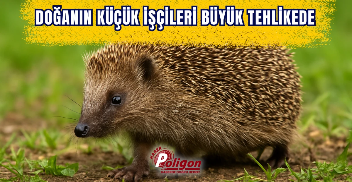 Doğanın Küçük İşçileri Büyük Tehlikede