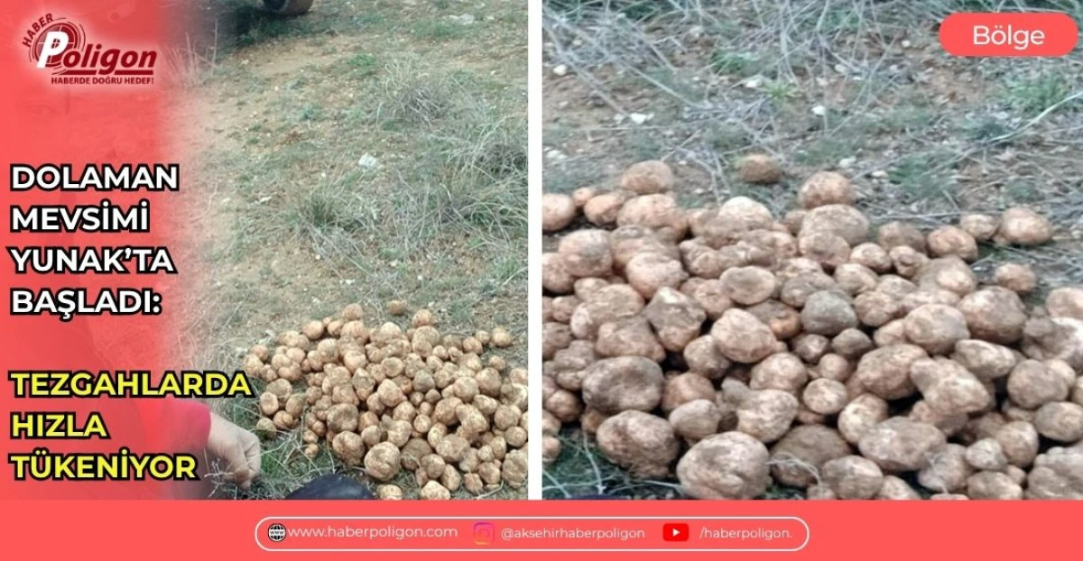 DOLAMAN MEVSİMİ YUNAK&rsquo;TA BAŞLADI: TEZGAHLARDA HIZLA T&Uuml;KENİYOR