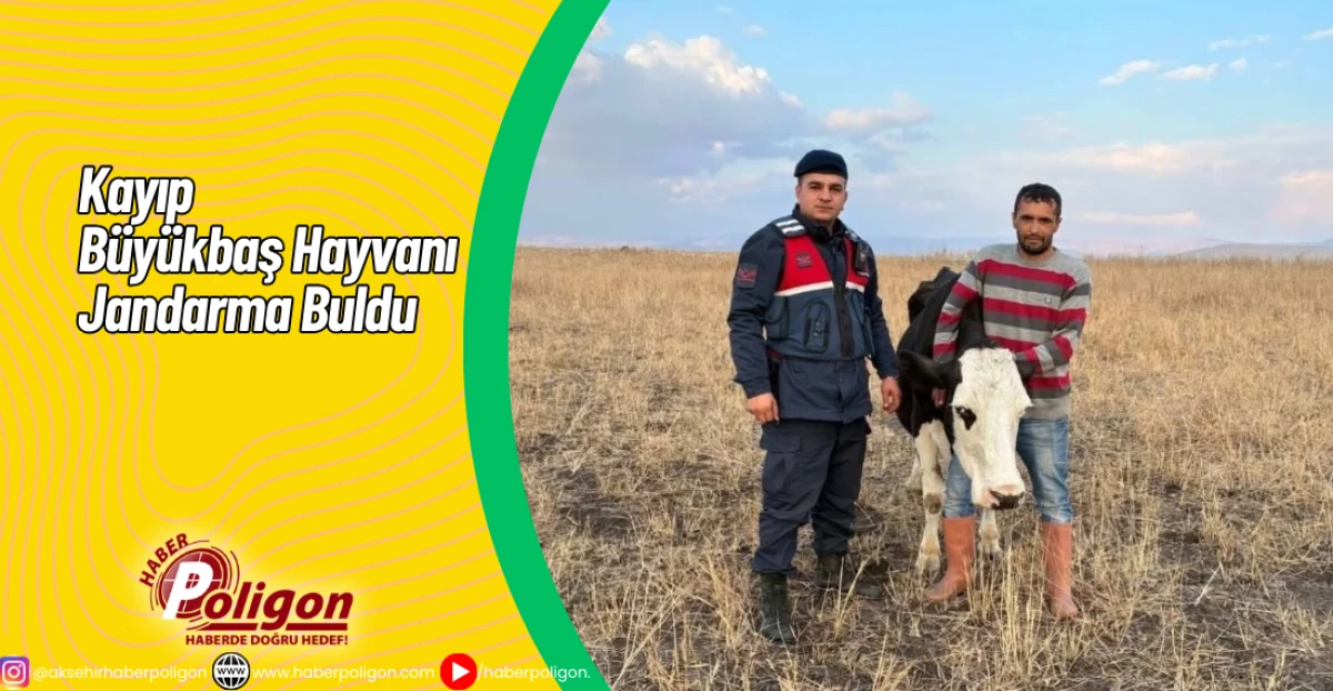 Kayıp Büyükbaş Hayvanı Jandarma Buldu