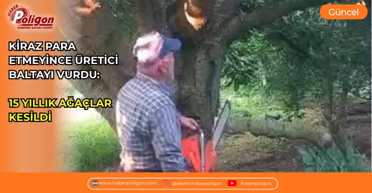KİRAZ PARA ETMEYİNCE &Uuml;RETİCİ BALTAYI VURDU: 15 YILLIK AĞA&Ccedil;LAR KESİLDİ