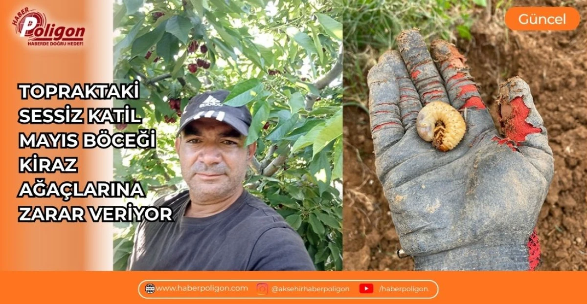 TOPRAKTAKİ SESSİZ KATİL MAYIS B&Ouml;CEĞİ KİRAZ AĞA&Ccedil;LARINA ZARAR VERİYOR 