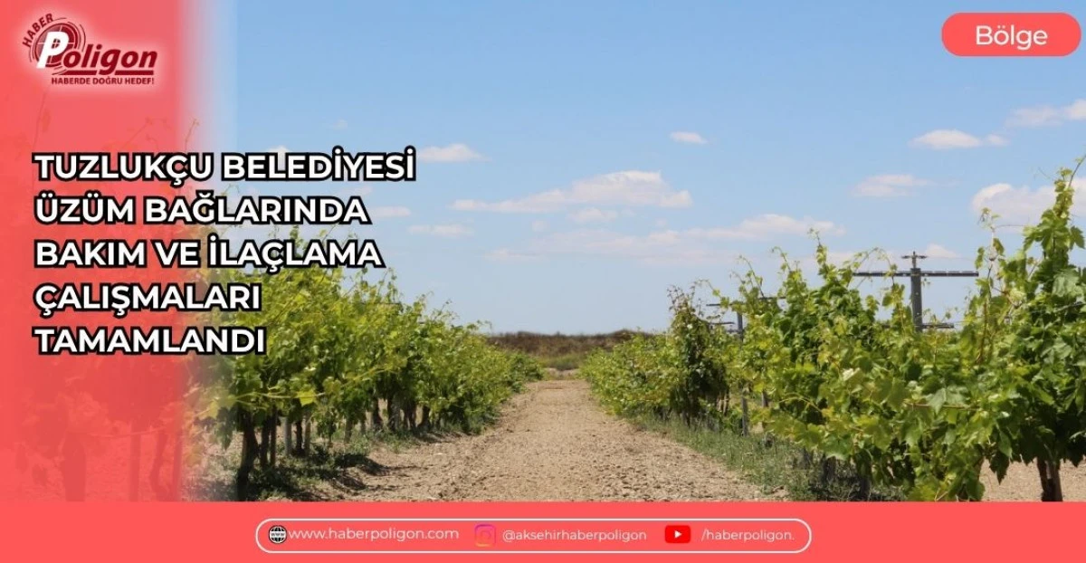 TUZLUK&Ccedil;U BELEDİYESİ &Uuml;Z&Uuml;M BAĞLARINDA BAKIM VE İLA&Ccedil;LAMA &Ccedil;ALIŞMALARI TAMAMLANDI
