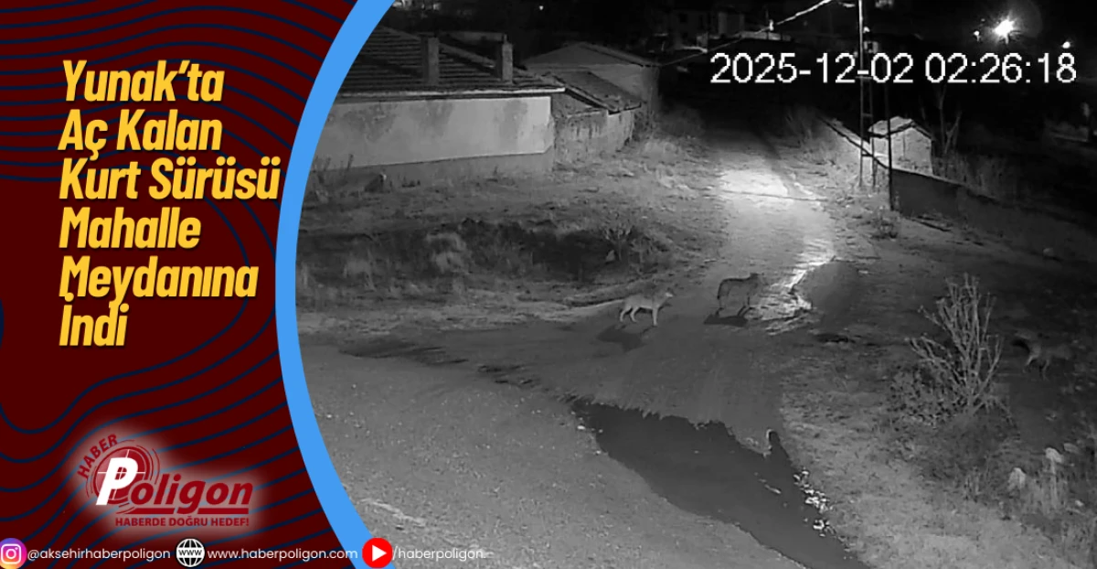 Yunak’ta Aç Kalan Kurt Sürüsü Mahalle Meydanına İndi